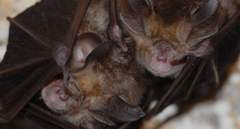 MURCIÉLAGO MEDITERRÁNEO DE HERRADURA