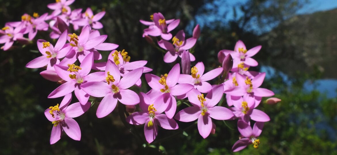 CABECERA RUTA BOTANICA