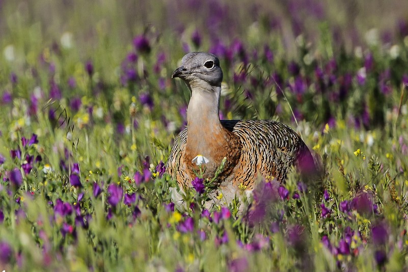 A lo largo de la Historia estos ricos valles, muchas veces tierras de transición, han sido poblados por diferentes culturas que han labrado profundamente sus huellas en el territorio, atesorando un patrimonio cultural único que es uno de los mayores atractivos del Tajo Internacional.