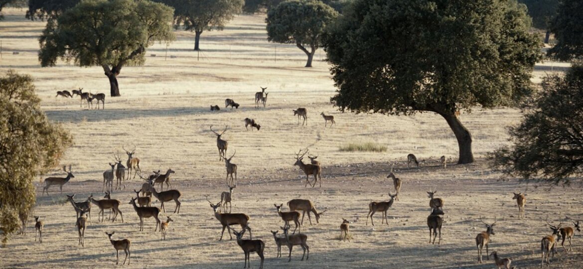 BERREA EN SIERRA DE SAN PEDRO