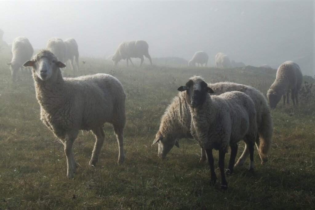ZARZA LA MAYOR - ESTORNINOS  Tipo  Lineal Distancia 18.6 km