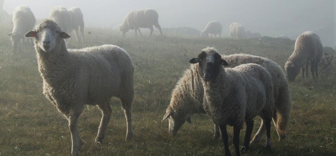 OVEJAS EN TAJO INTERNACIONAL